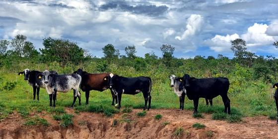  Transferência de embriões eleva produtividade e renda de pequenos produtores