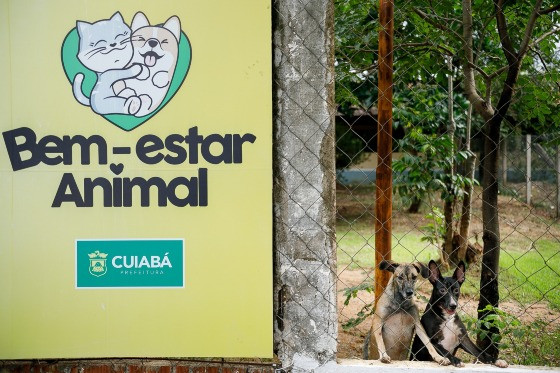 Bem-estar animal 