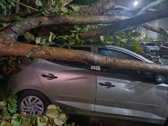 Ventania derruba árvore, que atinge carro na Zona Leste de São Paulo 