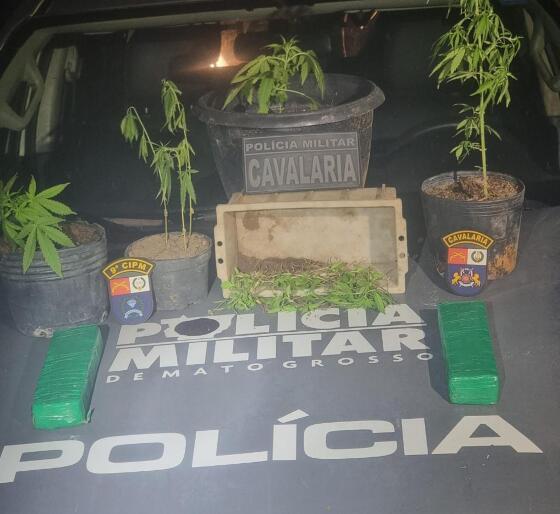 maconha